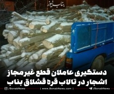 دستگیری عاملان قطع غیرمجاز اشجار در تالاب قره قشلاق بناب